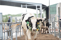 Tăng tốc sau dịch, NutiFood nhập 3300 bò sữa thuần chủng từ Mỹ