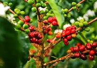 Thị trường nông sản ngày 29 4 Cà phê tăng mạnh, tiêu cao nhất 79 000 đồng kg