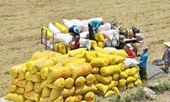 Vượt Thái Lan, giá gạo Việt Nam được giao dịch cao nhất thế giới