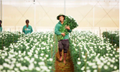 Nợ vay của PAN Farm phình to trong nửa đầu năm 2025