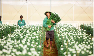 Nợ vay của PAN Farm phình to trong nửa đầu năm 2025
