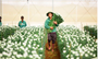 Nợ vay của PAN Farm phình to trong nửa đầu năm 2025
