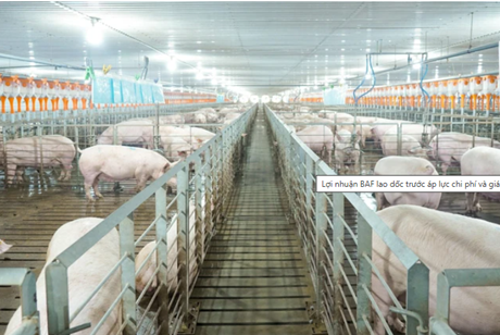 Lợi nhuận BAF lao dốc trước áp lực chi phí và giá heo